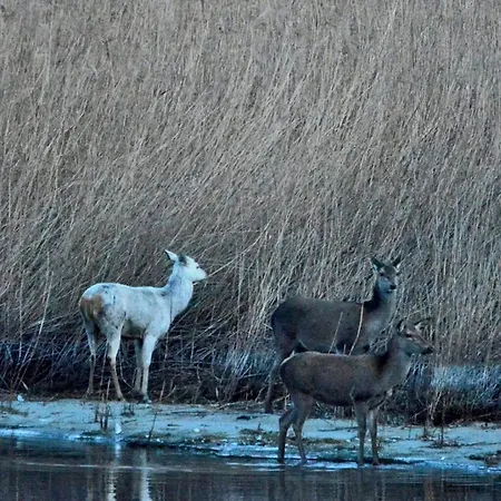Bed & Breakfast Adeline