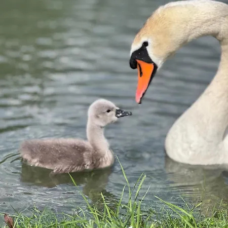 Adeline Bed & Breakfast